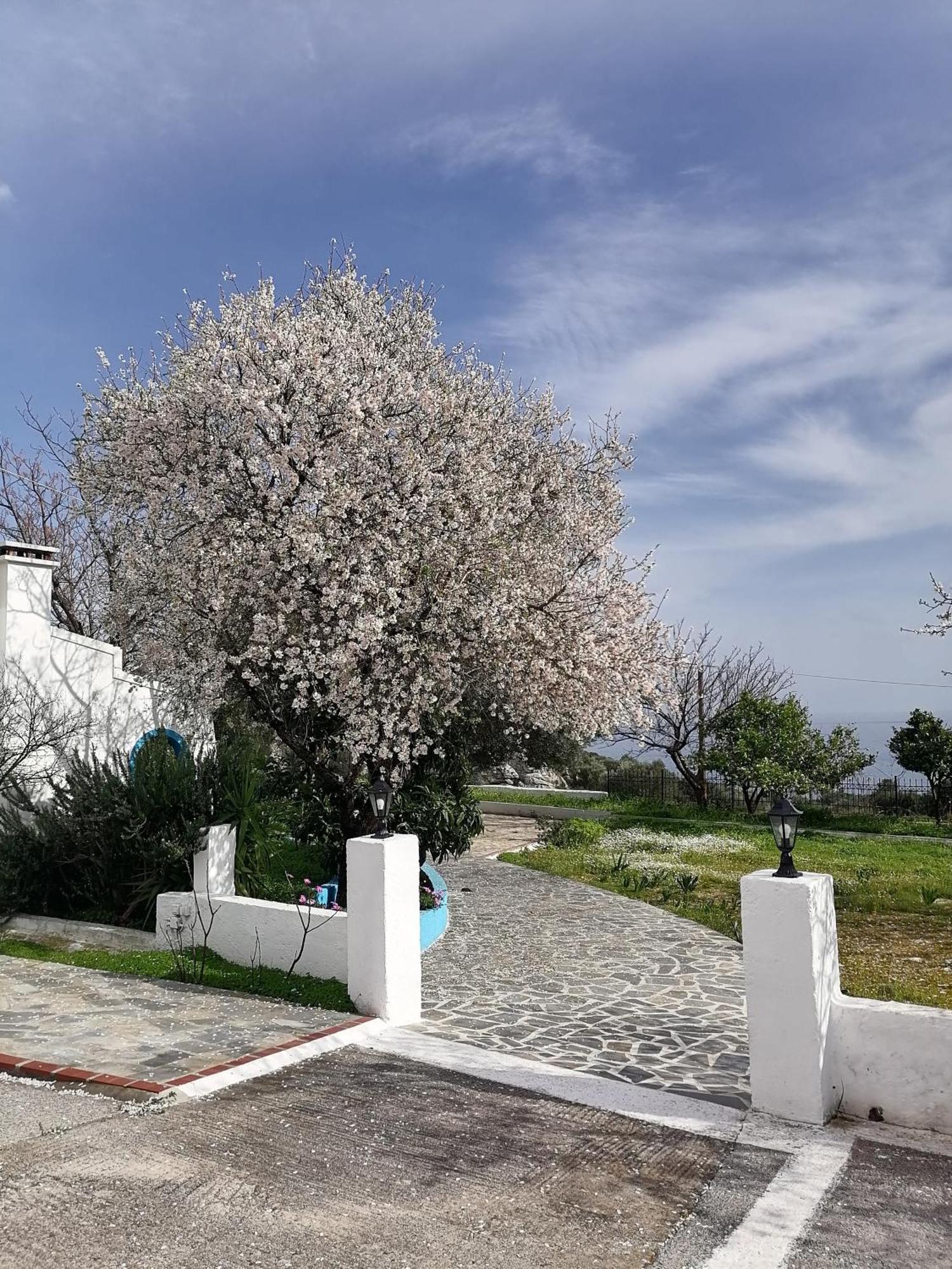 Studios Ioanna Limnionas Samos Marathókampos Extérieur photo